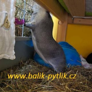 Děkujeme za nádhernou fotografiii. Seno pro malá zvířata: www.balik-pytlik.cz