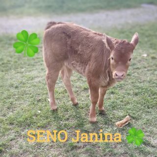 Pozdrav ze Dvora. Telátko se utíkalo schovat. Hrozbě fouká, padají stromy, prší. Pěkně špatná kombinace ...........